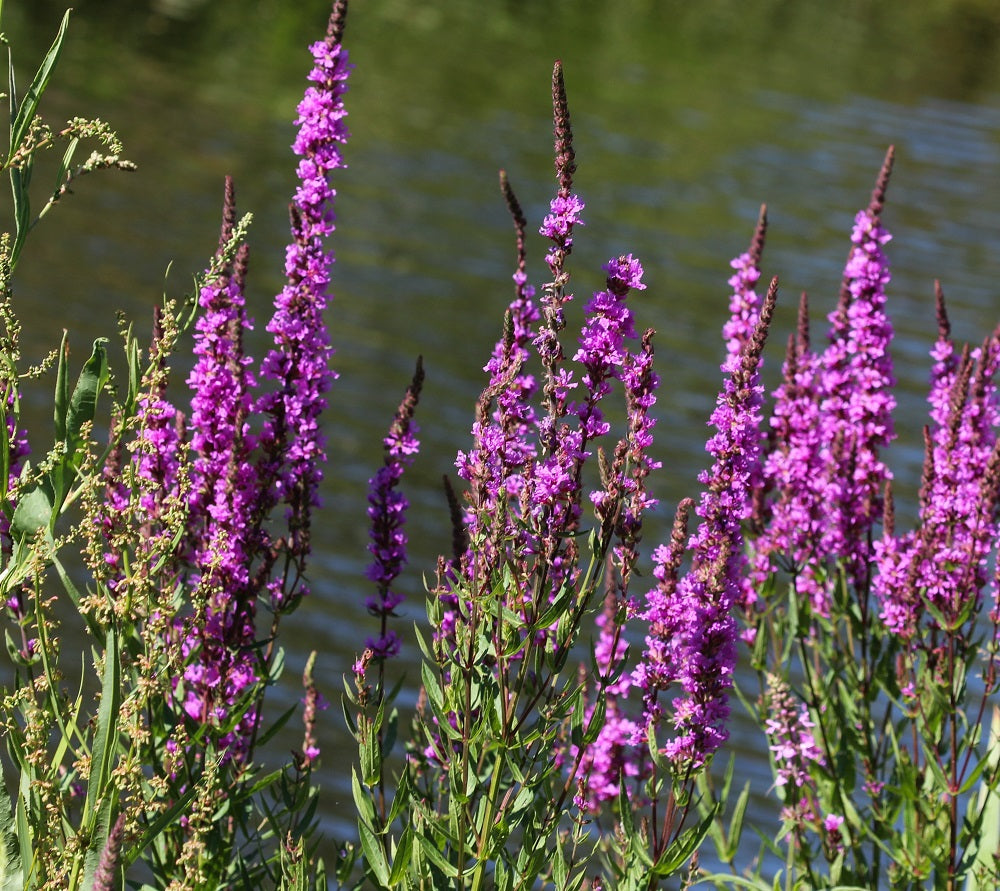 Lythrum salicaria flower blooming, common names are purple loose