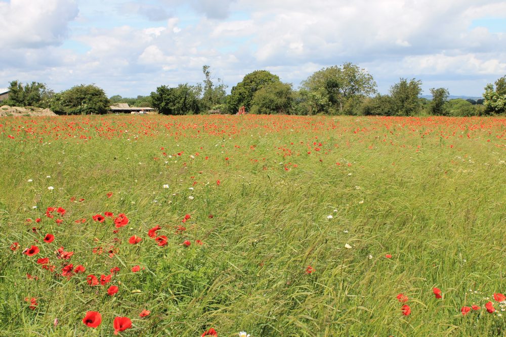 Field Poppies in old orchard