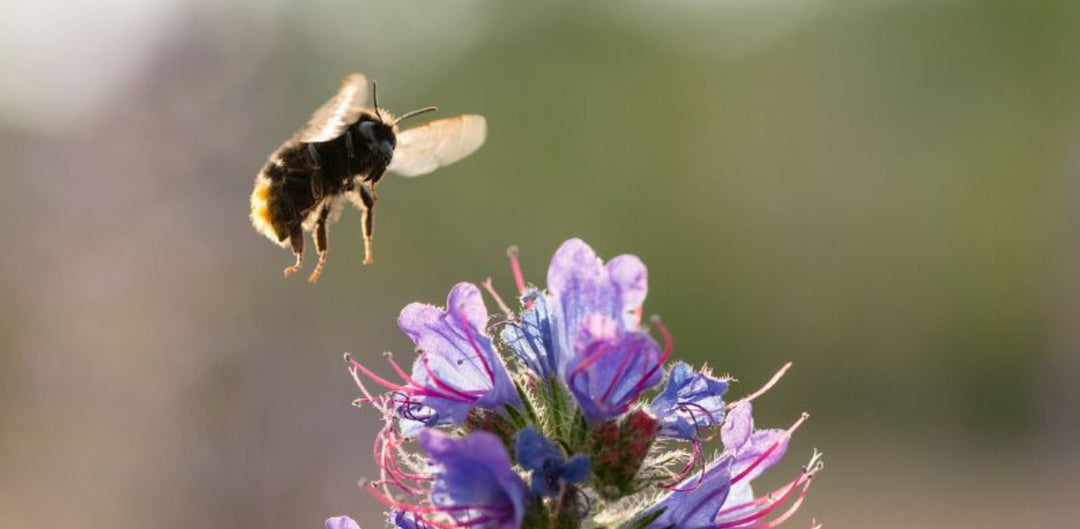 Create A Buzz About Bees; Their Importance, The Challenges They Face, and How We Can Help