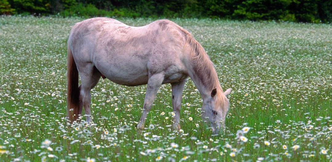 The Benefits of A Ryegrass-Free Horse Paddock