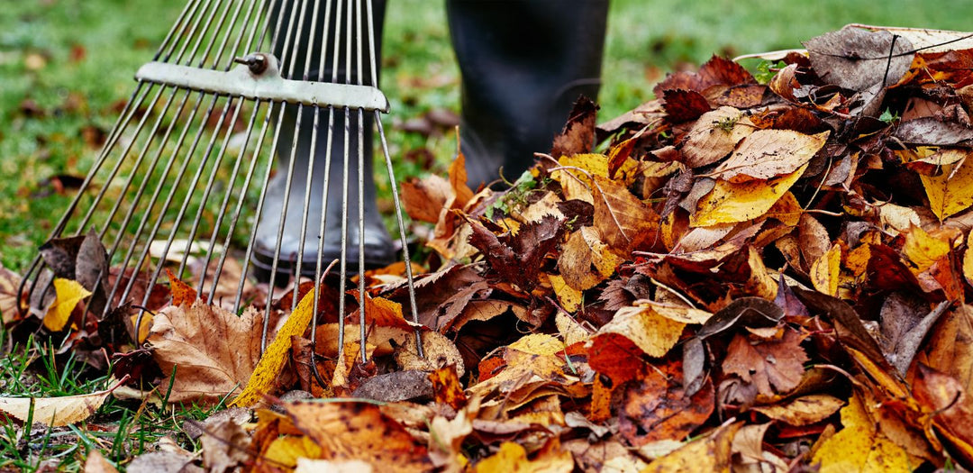 5 Gardening Jobs For November: Preparing Your Wildflower Garden For Next Year