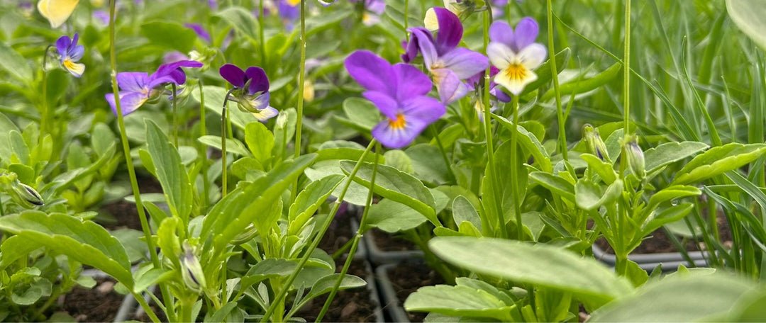 Why Wildflower Plug Plants Are The Perfect Choice for Autumn Planting