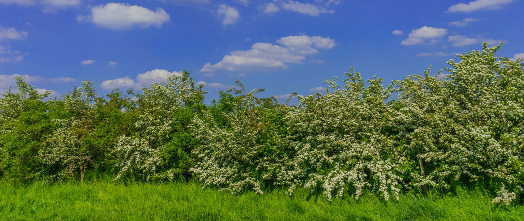 The Ultimate Guide to Native Hedging Plants: Everything You Need To Know About Planting A Native Hedge