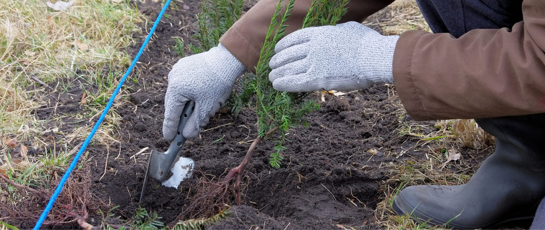 How To Prepare For Planting Native Hedging: An 8-Step Guide