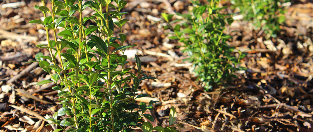 How To Plant A Native Hedge: A Step-By-Step Guide