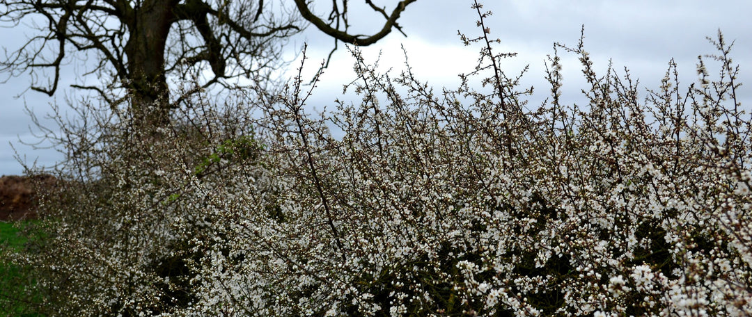 Establishing Hedging Plants: How to Care for Your Newly Planted Hedge