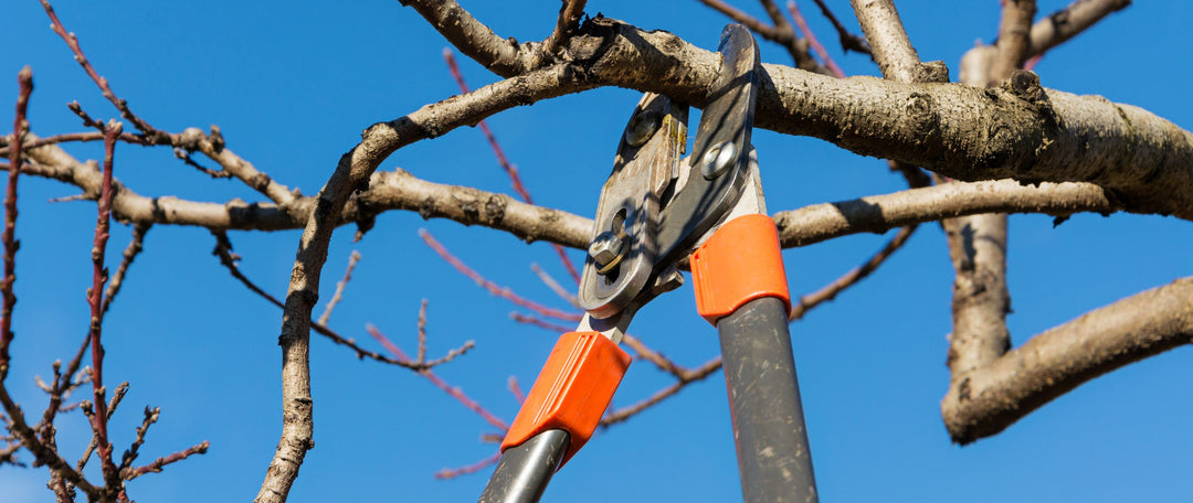 Pruning and Coppicing Hedging Plants: A Guide for Gardeners