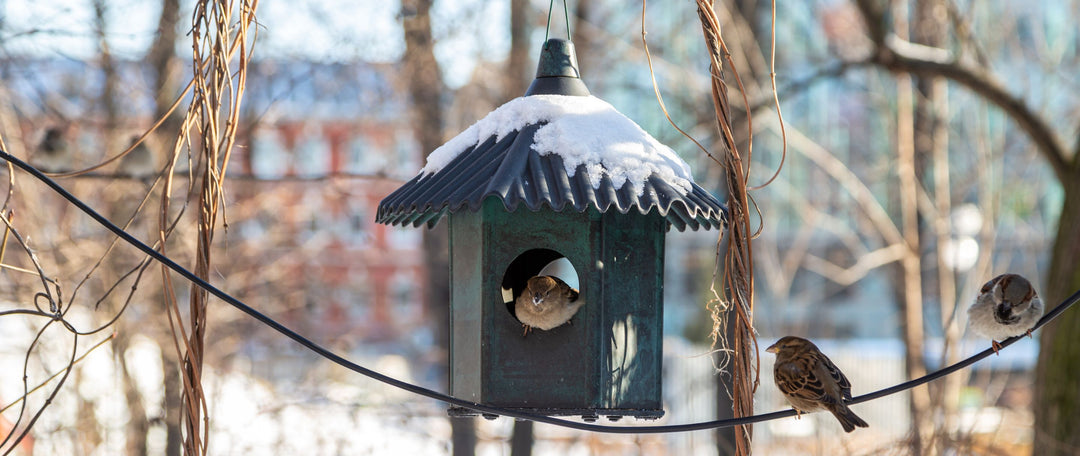 5 Gardening Jobs For December: Winter-Proofing Your Garden