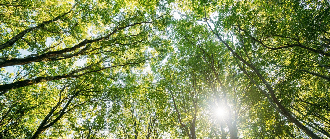 View of tree canopy looking from the ground to the sky