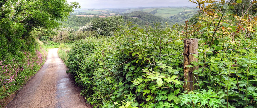 A UK country lane with hedgerow and hills in the distance.