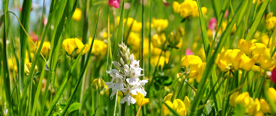 Planting Wildflowers for Biodiverse & Sustainable Landscapes