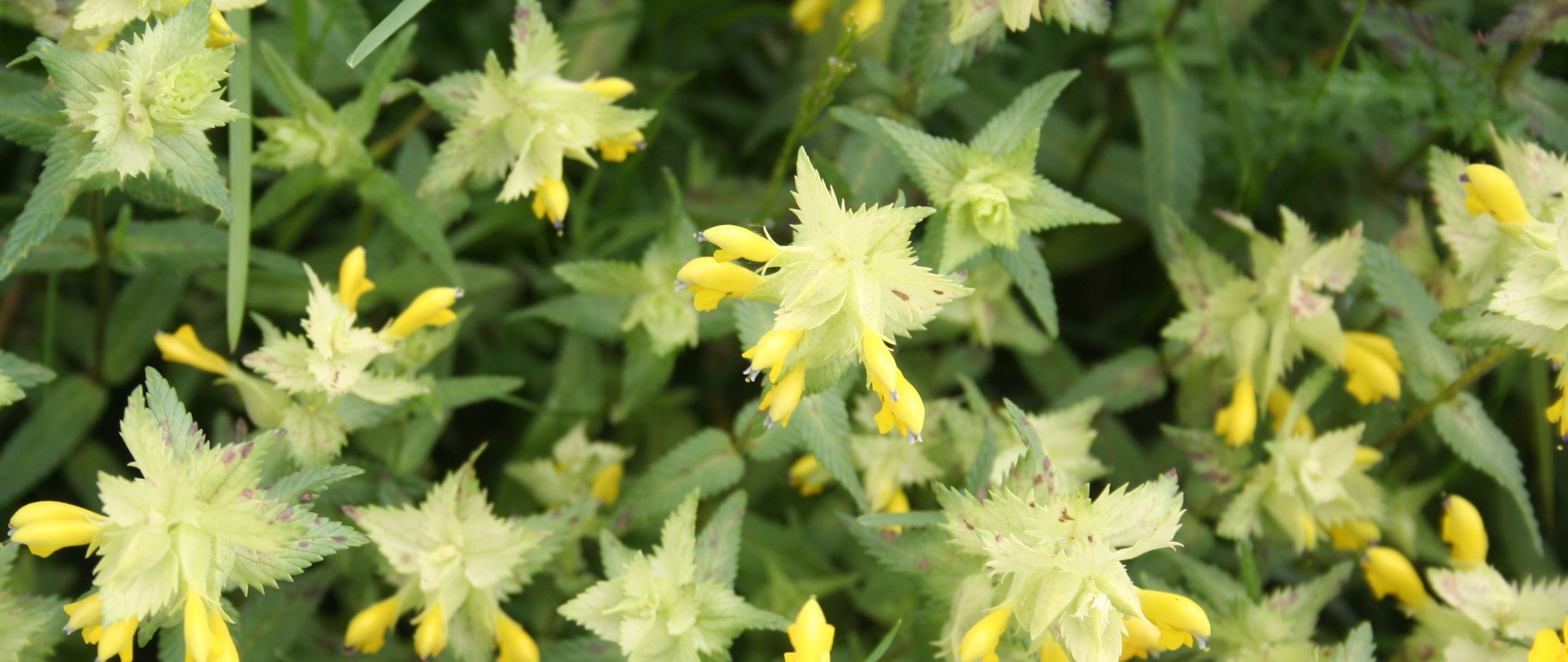 The Use of Yellow Rattle For Species-Diversity in BNG Projects and Pro ...