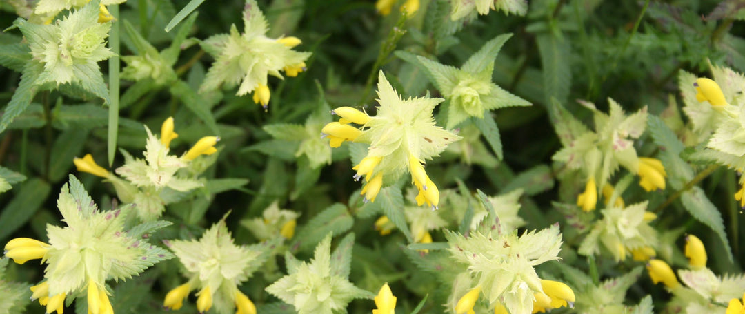 The Use of Yellow Rattle For Species-Diversity in BNG Projects and Professional Landscapes