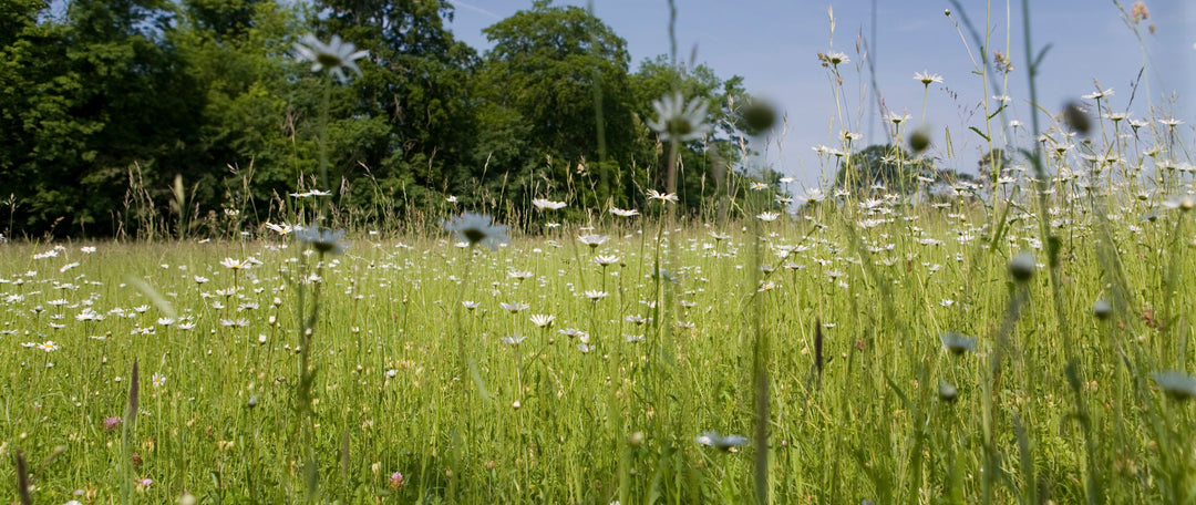 The Maintenance of Wildflower Meadows for Biodiversity Net Gain (BNG)