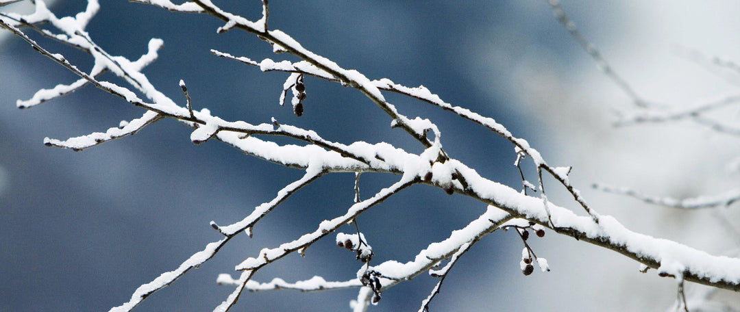 The Well-Being Benefits of Winter Gardening This Christmas