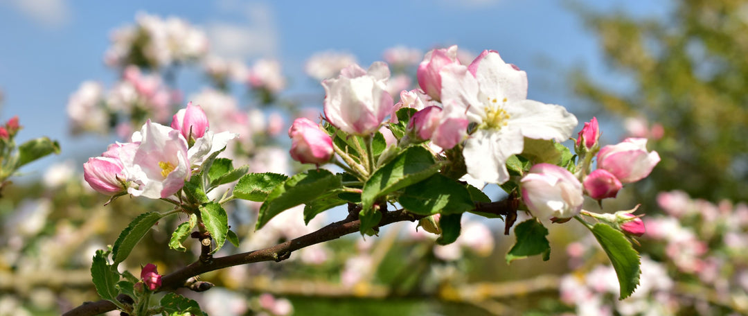 The 8 Best Native British Trees for Small Gardens: Bring Beauty and Biodiversity to Your Outdoor Space.