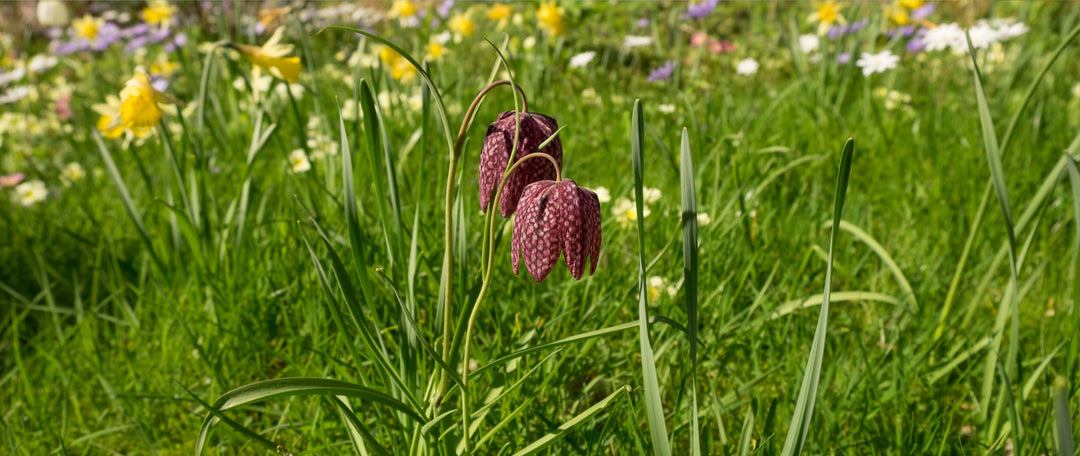 How to Plant Bulbs in the Green: A Step-by-Step Guide