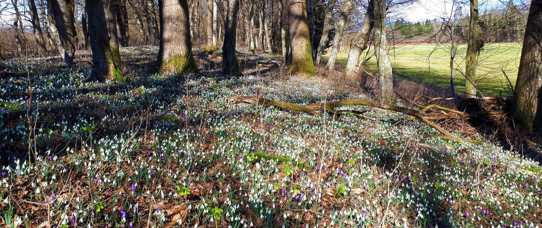 The 5 Best Native UK Bulbs in the Green for Woodland Shade and How To Plant Them