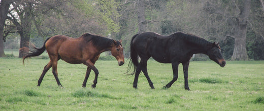 Revitalise Your Horse Paddock: Our guide to overseeding for a healthier pasture  