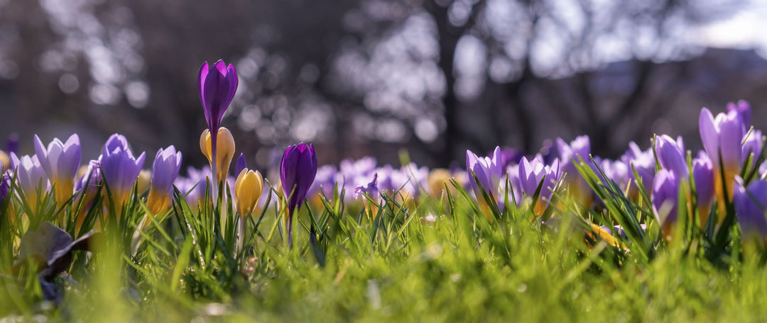 5 Best Native Bulbs in the Green for Naturalising in Your Lawn (and Why You Should Plant Them!)