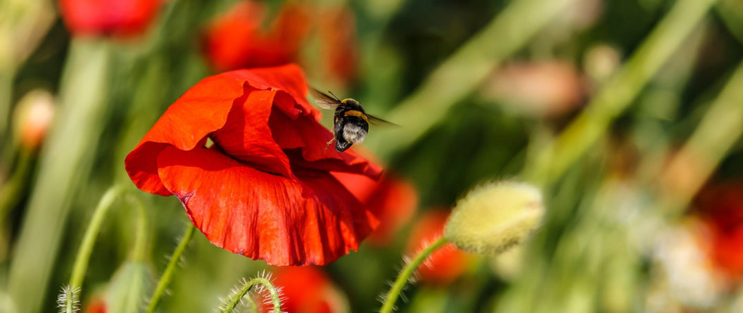 Buzz It Up This Spring: Planting Wildflowers for Pollinators