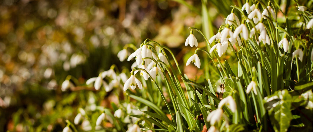 8 Native British Bulbs In The Green to Plant This Spring