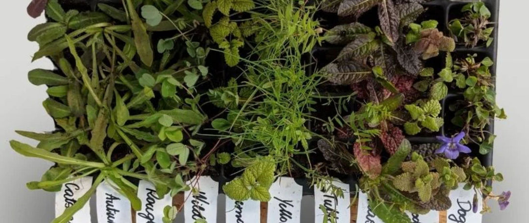 Native Wildflower Plug Plants: How to Keep Your Plants Thriving