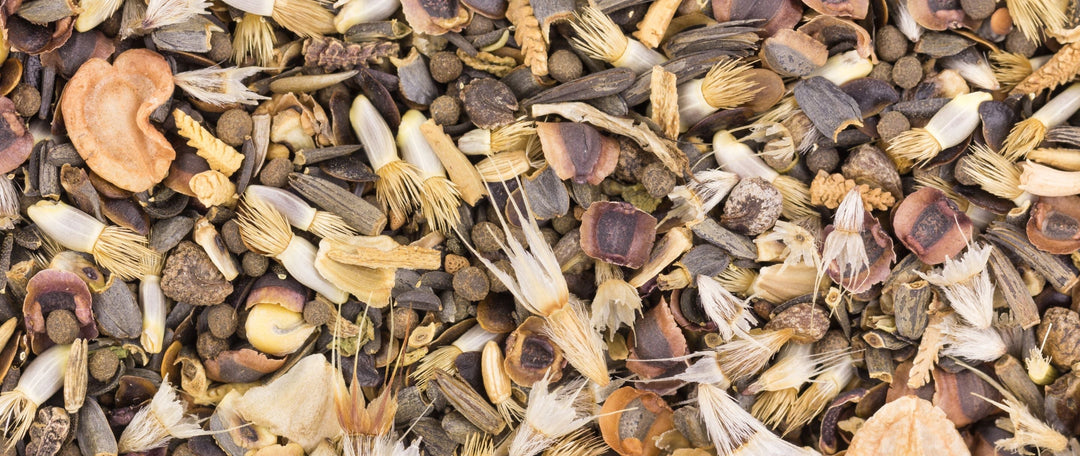 Understanding Wildflower Seed Dormancy and Germination