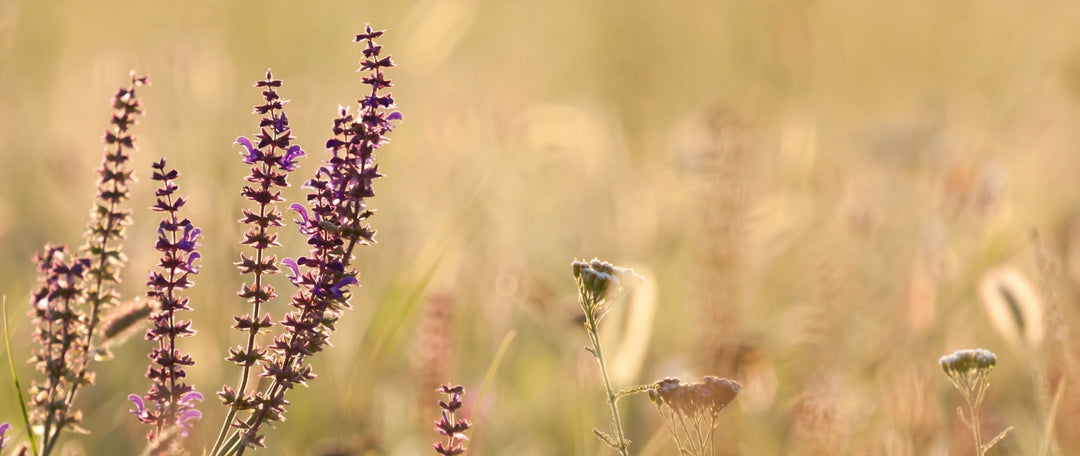 Why, When and How to Cut Back Your Wildflower Meadow: The Annual Cut