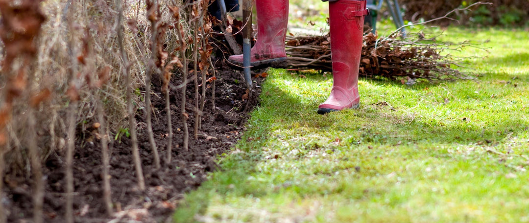 Why Choose Bare-Root Hedging Whips?