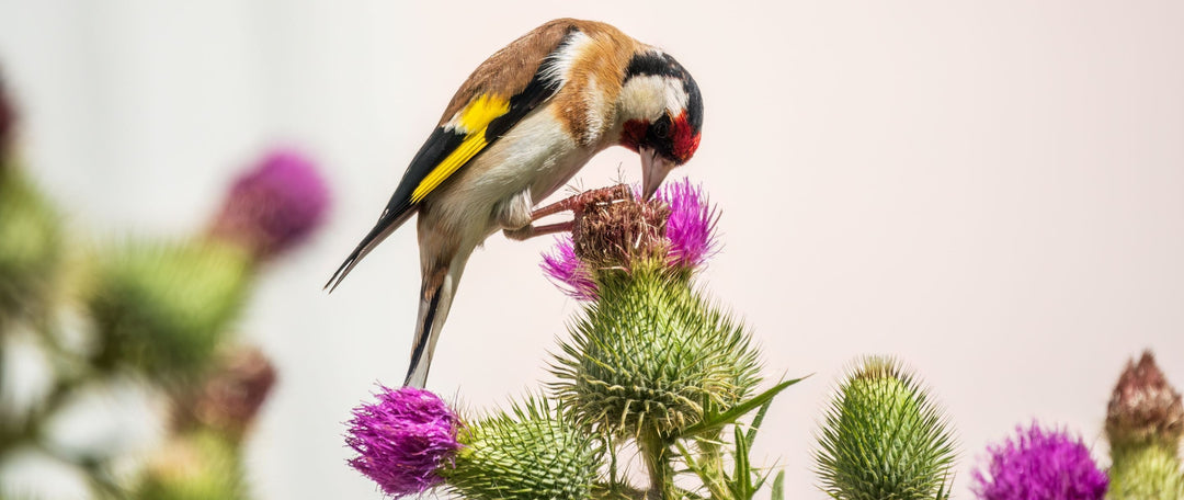 Grow Wildflowers to Attract Birds