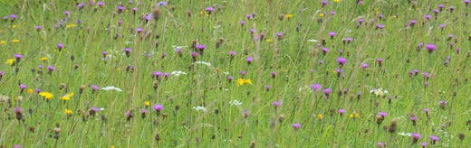 perennial wildflower meadow