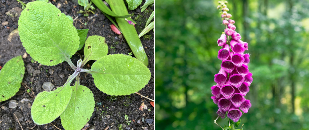 What's Growing in Your Meadow? Learn to Recognise Wildflowers by their Leaves