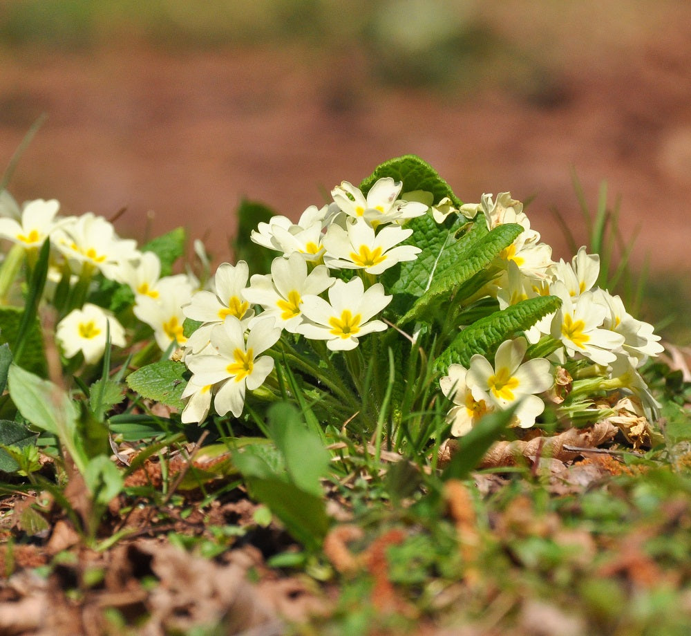 Wild Primrose (Primula vulgaris) grow in spring. Medicinal plant