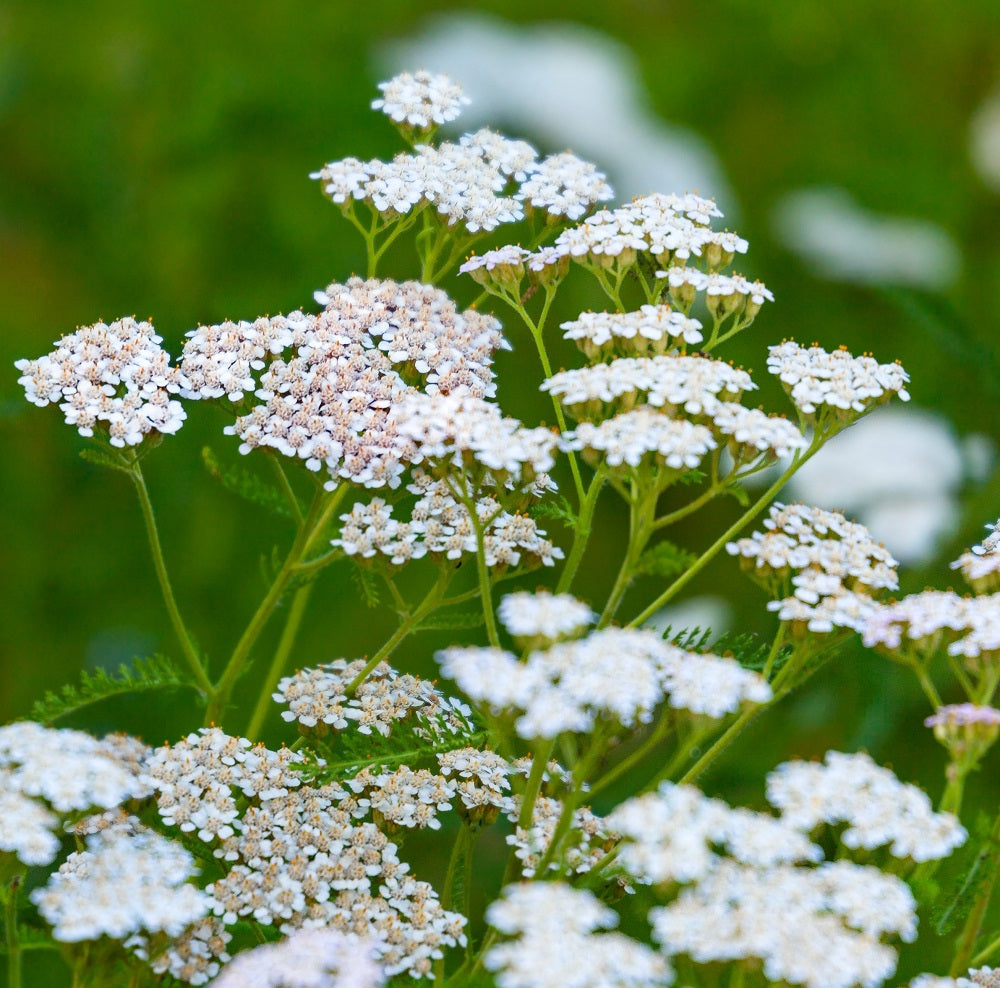 Achillea millefolium (yarrow) white wild flower.