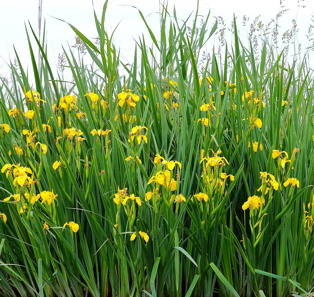 Blooming yellow flower of iris (pseudacorus) or yellow flag near the river