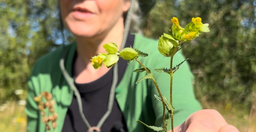 Understanding Yellow Rattle: Nature's Grass Control for a Thriving Meadow