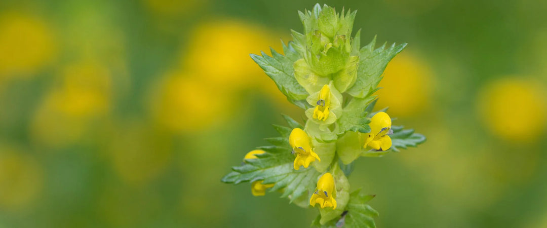 Using Yellow Rattle to Reduce Grass Growth in a Meadow