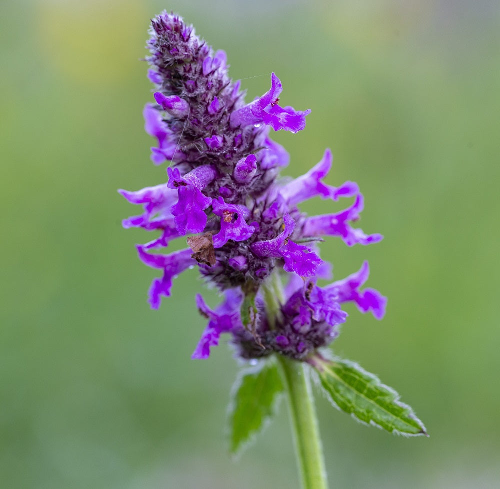 Betonica officinalis (syn. Stachys officinalis), commonly known as common hedgenettle, betony, wood betony, bishopwort, or bishop's wort, is a species of flowering plant in the family Lamiaceae.