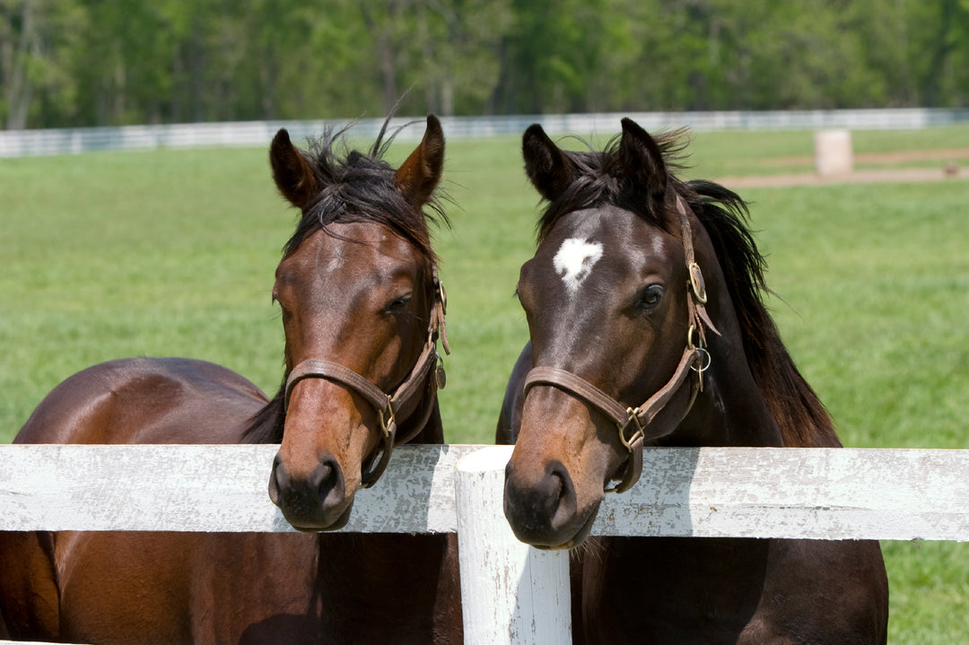 How to Choose Grass Seed for your Horses Paddock.