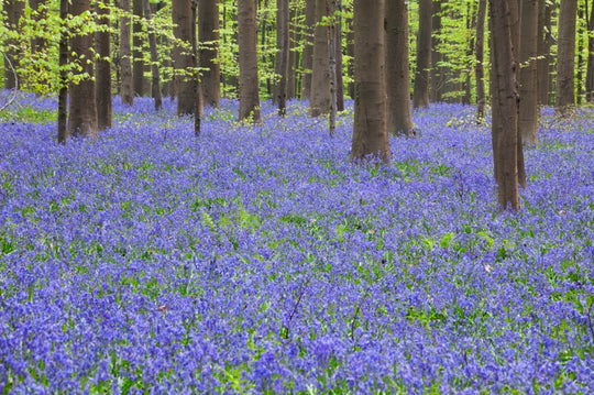 Why you should plant Wild Flower Bulbs