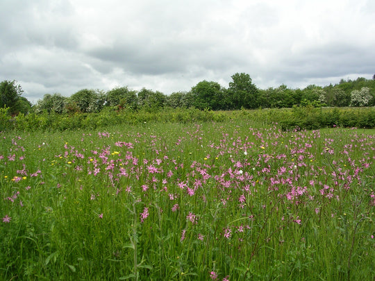 Red campion and ox eye daisy