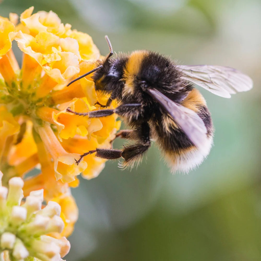 Why Bumblebees Love Wild Flowers