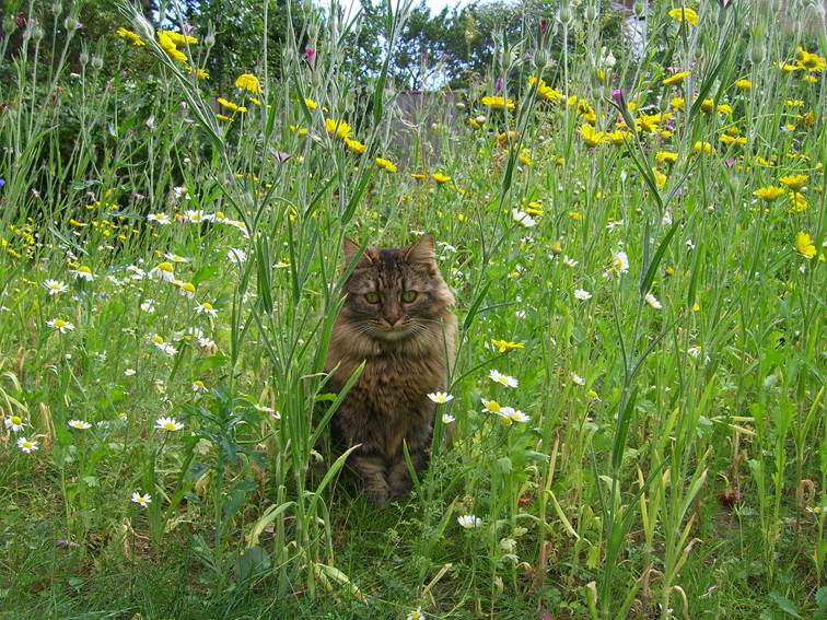 Meadow Flowers