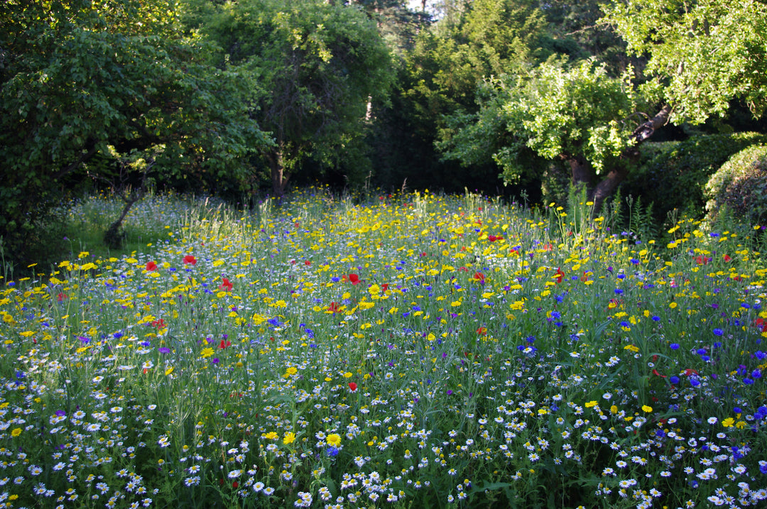 Cornfield annuals meadow