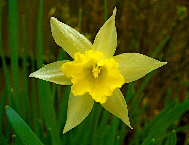 Native Daffodils