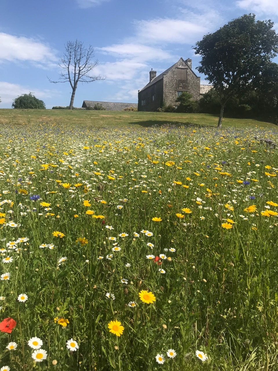 WILDFLOWER SEED MIX