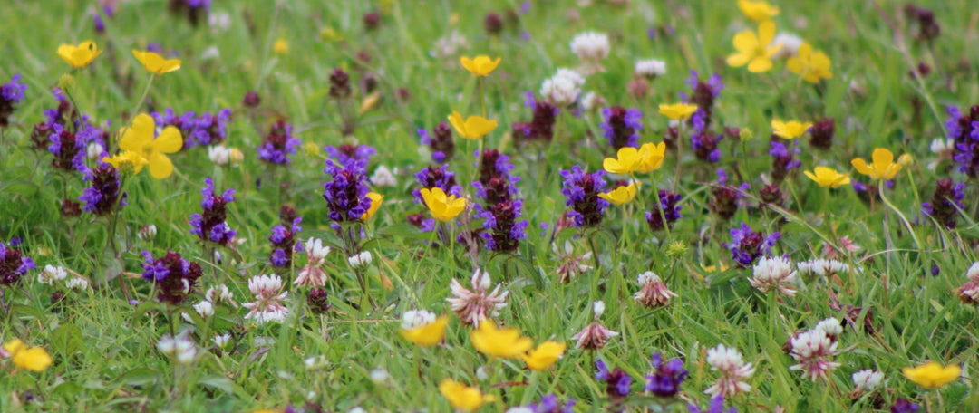 How to Establish and Maintain a Flowering Lawn in the UK