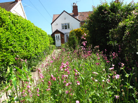 Red campion in wild flower meadow