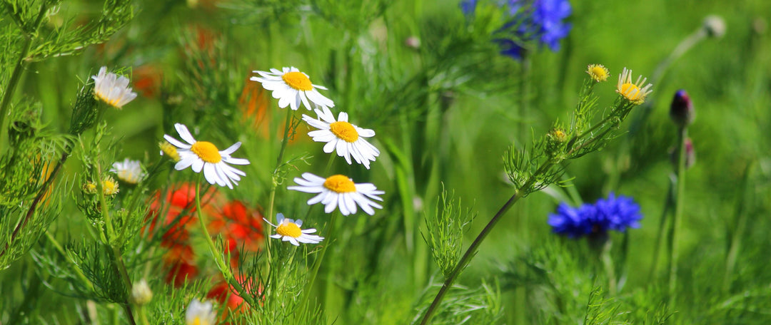 A Guide to Growing Annual Wildflowers: Colour, Pollinators & Easy Impact
